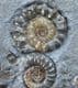 XIPHEROCERAS WITH 4 PROMICROCERAS - JURASSIC, LYME REGIS.
