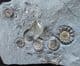 XIPHEROCERAS WITH 4 PROMICROCERAS - JURASSIC, LYME REGIS.