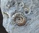 XIPHEROCERAS WITH 4 PROMICROCERAS - JURASSIC, LYME REGIS.
