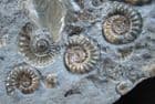 XIPHEROCERAS WITH 4 PROMICROCERAS - JURASSIC, LYME REGIS.