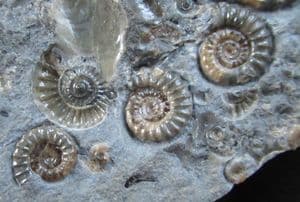 XIPHEROCERAS WITH 4 PROMICROCERAS - JURASSIC, LYME REGIS.