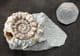 XIPHEROCERAS WITH DRUSY CRYSTALS IN CHAMBER - JURASSIC, DORSET.