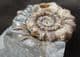 XIPHEROCERAS WITH DRUSY CRYSTALS IN CHAMBER - JURASSIC, DORSET.