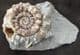 XIPHEROCERAS WITH DRUSY CRYSTALS IN CHAMBER - JURASSIC, DORSET.