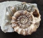 XIPHEROCERAS WITH DRUSY CRYSTALS IN CHAMBER - JURASSIC, DORSET.