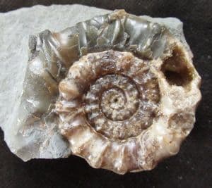 XIPHEROCERAS WITH DRUSY CRYSTALS IN CHAMBER - JURASSIC, DORSET.