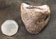 YOUNG HORSE HOOF WITH PUNCTURE WOUND - PLEISTOCENE, POLAND.
