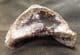 YOUNG HORSE HOOF WITH PUNCTURE WOUND - PLEISTOCENE, POLAND.