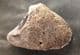 YOUNG HORSE HOOF WITH PUNCTURE WOUND - PLEISTOCENE, POLAND.