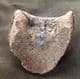 YOUNG HORSE HOOF WITH PUNCTURE WOUND - PLEISTOCENE, POLAND.