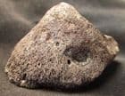 YOUNG HORSE HOOF WITH PUNCTURE WOUND - PLEISTOCENE, POLAND.