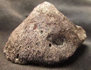 YOUNG HORSE HOOF WITH PUNCTURE WOUND - PLEISTOCENE, POLAND.