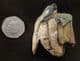 YOUNG WOOLLY RHINO TOOTH FROM THE THAMES GRAVELS, OXFORDSHIRE