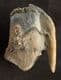 YOUNG WOOLLY RHINO TOOTH FROM THE THAMES GRAVELS, OXFORDSHIRE