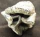 YOUNG WOOLLY RHINO TOOTH FROM THE THAMES GRAVELS, OXFORDSHIRE