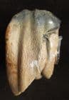 YOUNG WOOLLY RHINO TOOTH FROM THE THAMES GRAVELS, OXFORDSHIRE