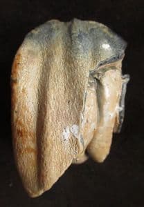 YOUNG WOOLLY RHINO TOOTH FROM THE THAMES GRAVELS, OXFORDSHIRE