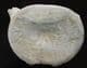ZARAFASAURUS OCEANIS VERTEBRA - PLESIOSAUR, CRETACEOUS, MOROCCO.