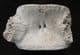 ZARAFASAURUS OCEANIS VERTEBRA - PLESIOSAUR, CRETACEOUS, MOROCCO.