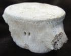 ZARAFASAURUS OCEANIS VERTEBRA - PLESIOSAUR, CRETACEOUS, MOROCCO.