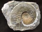 ZONAL AMMONITE FOR THE LOWER AALENIAN - SKYE.