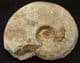 ZONAL AMMONITE - JURASSIC, DORSET.