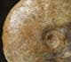 ZONAL AMMONITE - JURASSIC, DORSET.