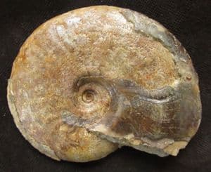 ZONAL AMMONITE - JURASSIC, DORSET.
