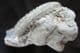 ZONAL FOSSIL - TYPE LOCALITY, SKYE.