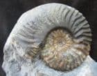 ZONAL FOSSIL - TYPE LOCALITY, SKYE.