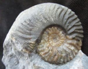 ZONAL FOSSIL - TYPE LOCALITY, SKYE.
