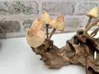 20cm Multi Mushroom on Wooden Coffee Root Ornament Figurine Hand Carved