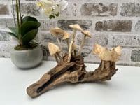 20cm Multi Mushroom on Wooden Coffee Root Ornament Figurine Hand Carved