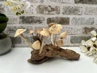 20cm Multi Mushroom on Wooden Coffee Root Ornament Figurine Hand Carved