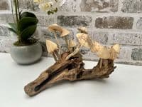 20cm Multi Mushroom on Wooden Coffee Root Ornament Figurine Hand Carved