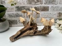 20cm Multi Mushroom on Wooden Coffee Root Ornament Figurine Hand Carved