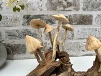 20cm Multi Mushroom on Wooden Coffee Root Ornament Figurine Hand Carved