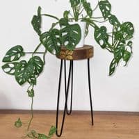 43cm Natural & Gold Plant Stand Occasional Side Table - Handmade in Wood & Metal