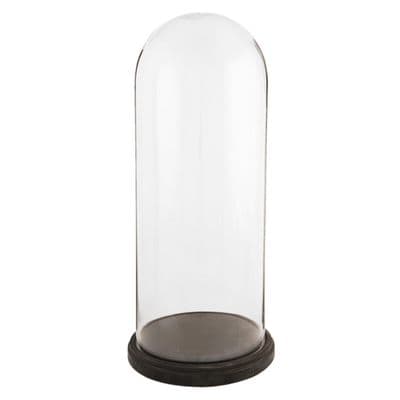60cm Glass Display Bell Jar Oval Cloche on Dark Wood Base Display Stand