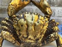 Aged Gold Drunken Crab Wine Bottle Holder Rack - Novelty Fun Freestanding Gift