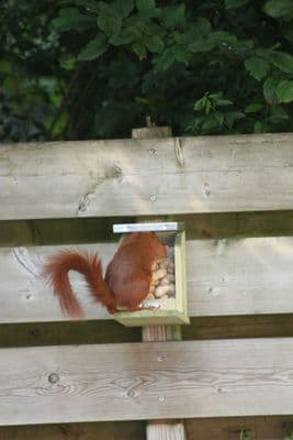 Squirrel feeder Chunky wood tin roof flip open top easy hang squirrel lover gift