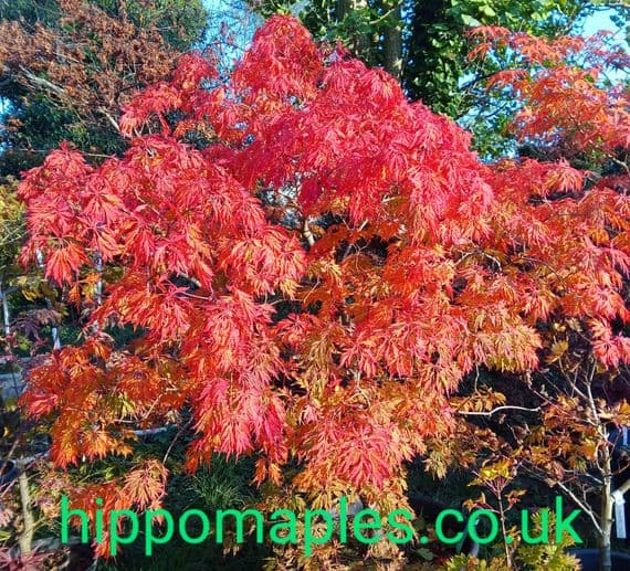 2024 Bare root £30 per tree