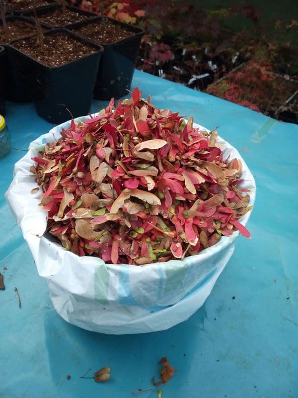 2025 Mixed acer seeds