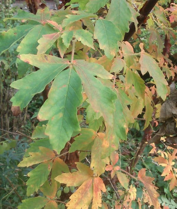 Acer 'Griseum'