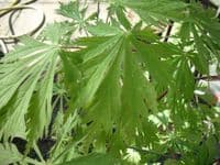 Acer Japonicum 'Aconitifolium'