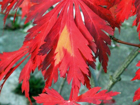 Acer Japonicum 'Aconitifolium'