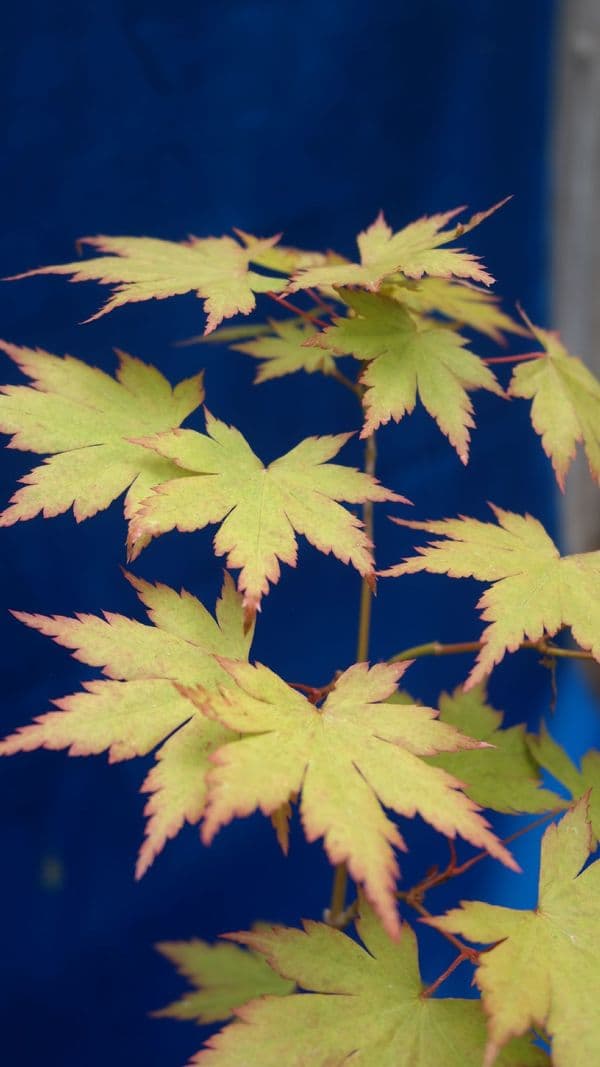 Acer japonicum Annick