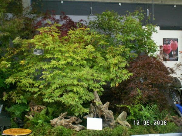 Acer japonicum dissectum 'Harvest moon'