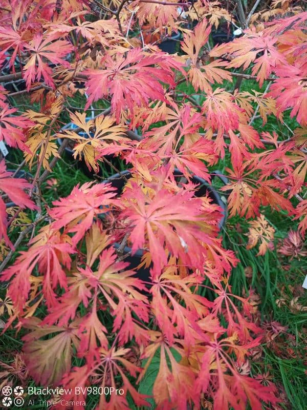 Acer japonicum Green cascade
