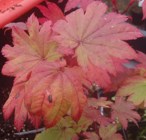 Acer japonicum 'Meigetsu'